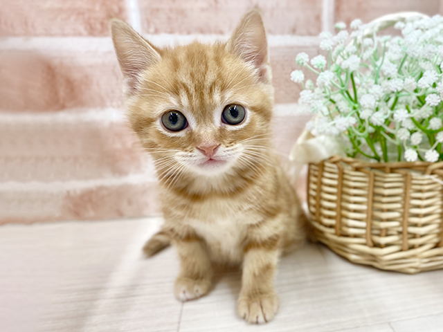 埼玉県のアメリカンショートヘアー (ペッツファースト川越店/2025年12月16日生まれ/男の子/レッドタビー)の子猫の1枚目の画像