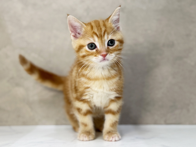 東京都のアメリカンショートヘアー (ペッツファーストららぽーと立川立飛店/2025年12月16日生まれ/男の子/レッドタビー)の子猫の1枚目の画像