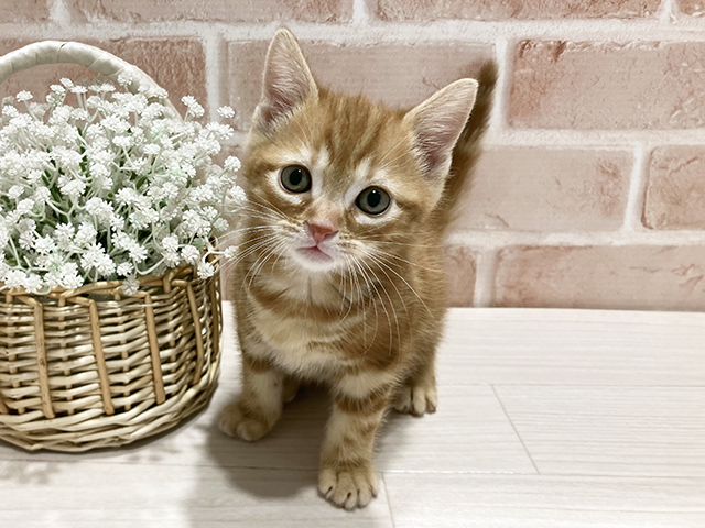 東京都のアメリカンショートヘアー (ペッツファースト町田店/2025年12月16日生まれ/男の子/レッドタビー)の子猫の1枚目の画像