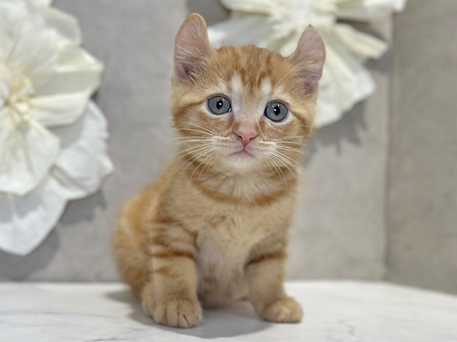 アメリカンカール, 性別 女の子, 誕生日 2025/12/17, 毛色 レッドタビー, 出身 東京都, 店舗 下北沢店(東京都), お問い合わせ番号 2510174