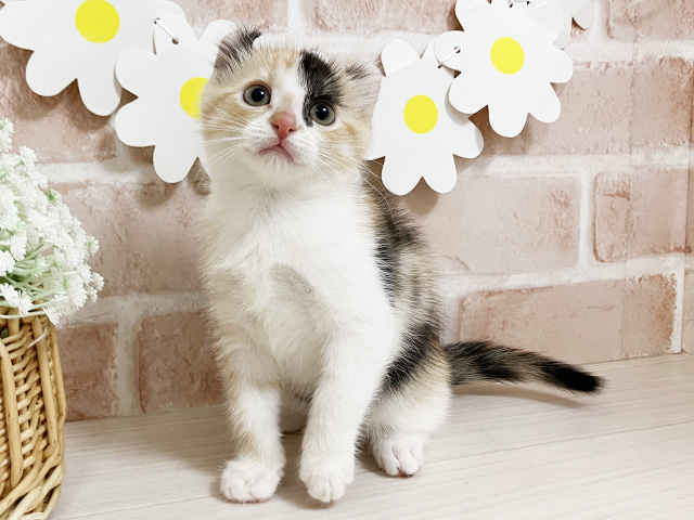 アメリカンカール