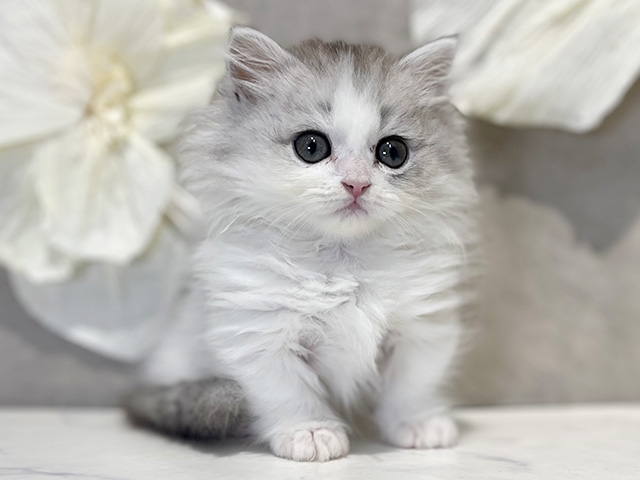 ミヌエット, 性別 男の子, 誕生日 2025/12/15, 毛色 シルバータビーホワイト, 出身 東京都, 店舗 下北沢店(東京都), お問い合わせ番号 2510178