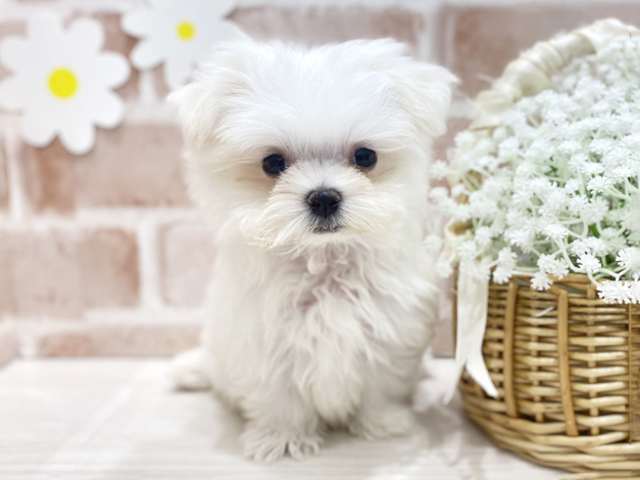 福岡県のマルチーズ (ペッツファースト筑紫野店/2025年12月18日生まれ/男の子/ホワイト)の子犬の1枚目の画像