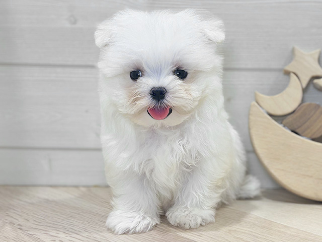 東京都のマルチーズ (ペッツファースト吉祥寺本店/2025年12月18日生まれ/男の子/ホワイト)の子犬の1枚目の画像