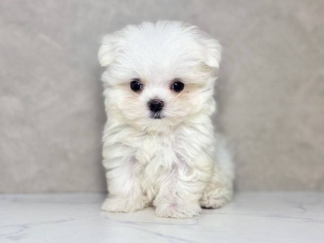 大阪府のマルチーズ (ペッツファースト東大阪店/2025年12月18日生まれ/男の子/ホワイト)の子犬の1枚目の画像
