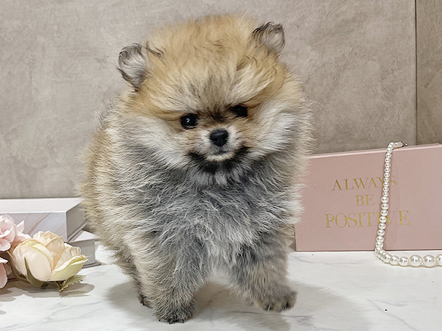 東京都のポメラニアン (ペッツファースト新宿店/2025年12月19日生まれ/女の子/オレンジセーブル)の子犬の1枚目の画像