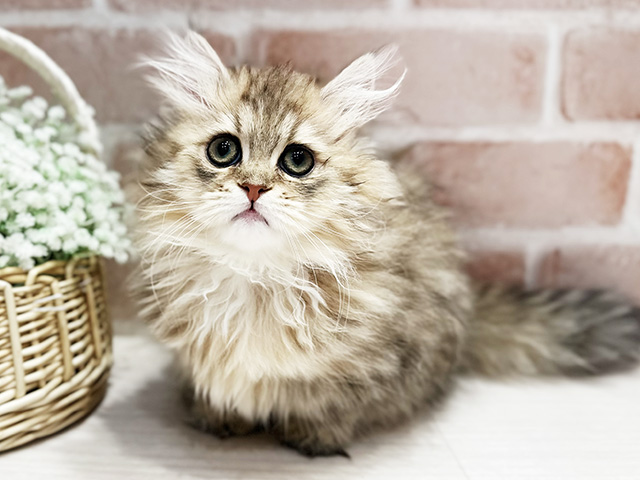 大阪府のミヌエット (ペッツファースト北心斎橋店/2025年12月10日生まれ/女の子/ブラウンパッチドタビー)の子猫の1枚目の画像