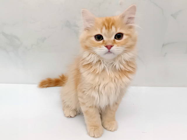 東京都のマンチカン (ペッツファーストビバホーム豊洲店/2025年12月20日生まれ/男の子/レッドタビー)の子猫の1枚目の画像