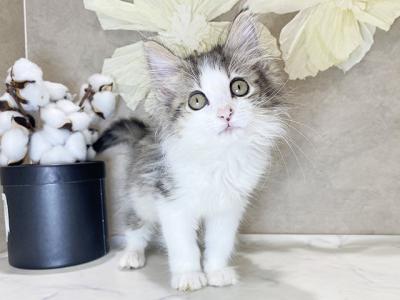 兵庫県のノルウェージャンフォレストキャット (ペッツファースト神戸三宮店/2025年10月14日生まれ/女の子/ブラウンマッカレルタビーホワイト)の子猫の1枚目の画像