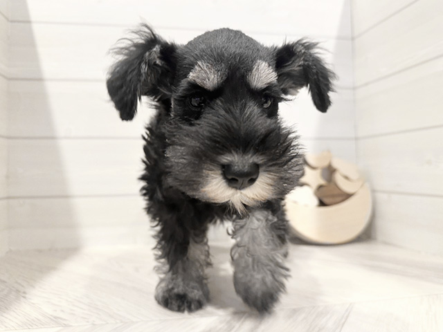 ミニチュアシュナウザー