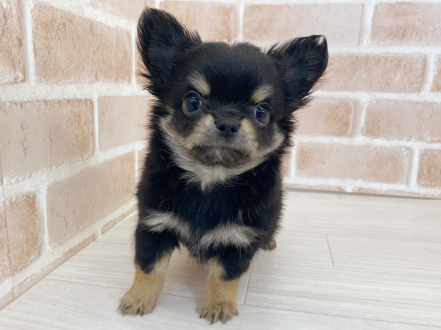 埼玉県のチワワ(ロング) (ペッツファーストさいたま新都心店/2025年12月20日生まれ/男の子/ブラックタンホワイト)の子犬の1枚目の画像