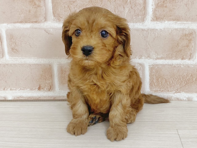 埼玉県のキャバプー(キャバリア×プードル) (ペッツファーストさいたま新都心店/2025年12月20日生まれ/男の子/ルビーホワイト)の子犬の1枚目の画像