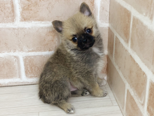 埼玉県のハーフ犬・ミックス犬 (ペッツファーストさいたま新都心店/2025年12月18日生まれ/男の子/レッドホワイト)の子犬の1枚目の画像