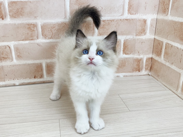 ラグドール, 性別 女の子, 誕生日 2025/12/15, 毛色 シールポイントバイカラー, 出身 埼玉県, 店舗 さいたま新都心店(埼玉県), お問い合わせ番号 300035401