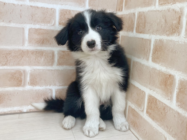 埼玉県のボーダーコリー (ペッツファーストさいたま新都心店/2025年12月20日生まれ/男の子/ブラックホワイト)の子犬の1枚目の画像