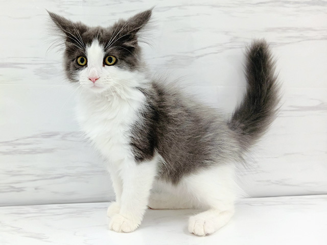 ノルウェージャンフォレストキャット, 性別 男の子, 誕生日 2025/12/20, 毛色 ブルーホワイト, 出身 千葉県, 店舗 埼玉大井店(埼玉県), お問い合わせ番号 500216206