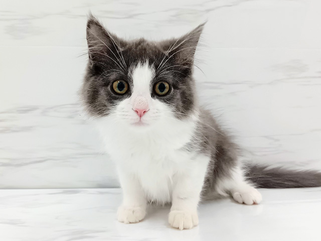 埼玉県のノルウェージャンフォレストキャット (ペッツファースト埼玉大井店/2025年12月20日生まれ/男の子/ブルーホワイト)の子猫の1枚目の画像