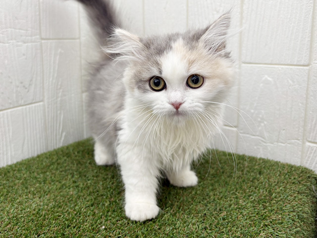 埼玉県のミヌエット (ペッツファースト三郷店/2025年12月9日生まれ/女の子/ダイリュートキャリコ)の子猫の1枚目の画像
