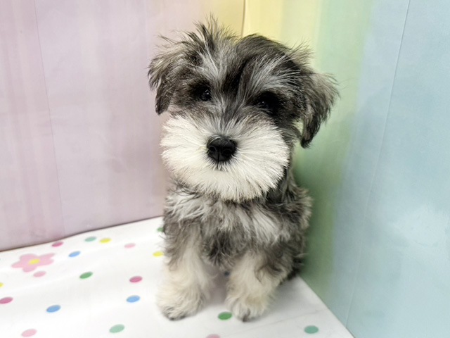 神奈川県のミニチュアシュナウザー (ペッツファースト湘南平塚店/2025年12月19日生まれ/女の子/ソルトペッパー)の子犬の1枚目の画像