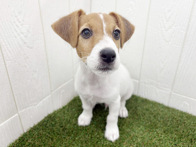 ジャックラッセルテリア, 性別 男の子, 誕生日 2025/12/20, 毛色 ホワイトタン, 出身 埼玉県, 店舗 三郷店(埼玉県), お問い合わせ番号 200019462