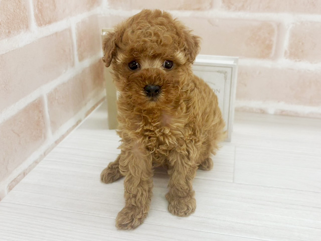 埼玉県のトイプードル(トイ) (ペッツファーストさいたま新都心店/2025年12月21日生まれ/男の子/レッド)の子犬の1枚目の画像