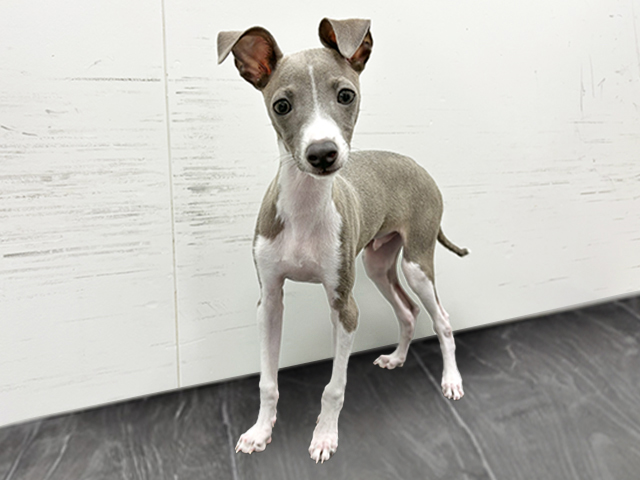 イタリアングレーハウンド, 性別 男の子, 誕生日 2025/12/20, 毛色 ブルーホワイト, 出身 千葉県, 店舗 御経塚店(石川県), お問い合わせ番号 200019443