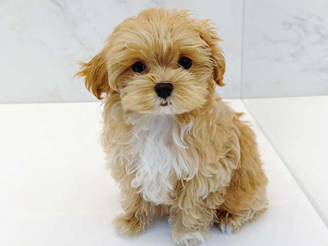 石川県のマルプー(マルチーズ×プードル) (ペッツファースト御経塚店/2025年12月21日生まれ/女の子/アプリコットホワイト)の子犬