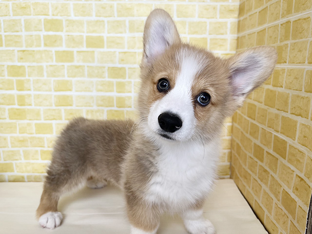 新潟県のウェルシュコーギーペンブローク (ペッツファースト長岡店/2025年12月14日生まれ/男の子/セーブルホワイト)の子犬の1枚目の画像