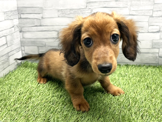 神奈川県のカニンヘンダックスフンド(ロング) (ペッツファースト横浜瀬谷店/2025年12月20日生まれ/女の子/シェーデットレッド)の子犬の1枚目の画像