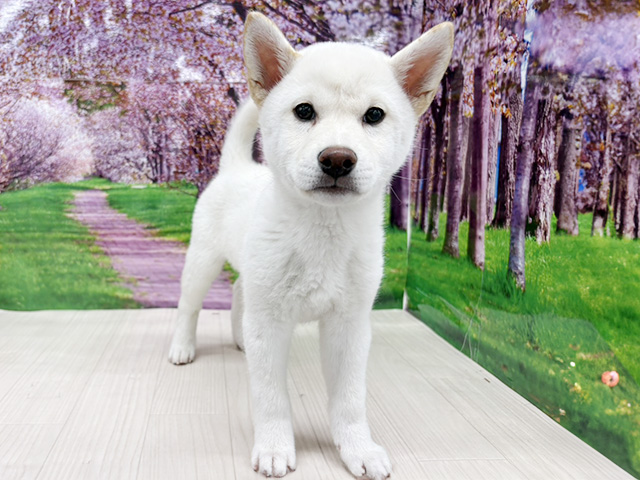 柴犬, 性別 男の子, 誕生日 2025/12/22, 毛色 白, 出身 大分県, 店舗 美原南インター店(大阪府), お問い合わせ番号 200220075