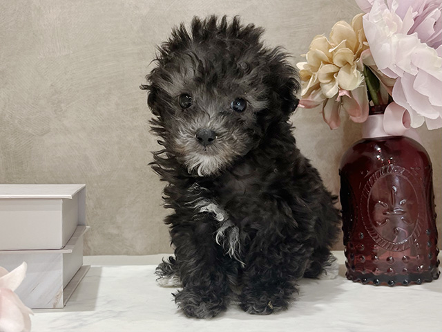 東京都のトイプードル(タイニー) (ペッツファースト新宿店/2025年12月20日生まれ/男の子/シルバー)の子犬の1枚目の画像