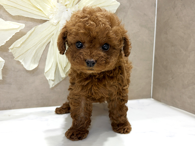 兵庫県のトイプードル(トイ) (ペッツファースト神戸三宮センター街店/2025年12月22日生まれ/男の子/レッド)の子犬の1枚目の画像