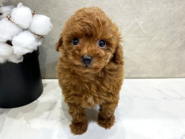 愛知県のトイプードル(タイニー) (ペッツファースト名古屋栄店/2025年12月21日生まれ/男の子/レッド)の子犬の1枚目の画像