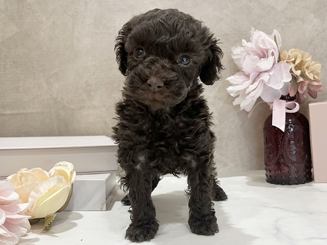 東京都のトイプードル(タイニー) (ペッツファースト新宿店/2025年12月20日生まれ/女の子/ブラウン)の子犬の1枚目の画像