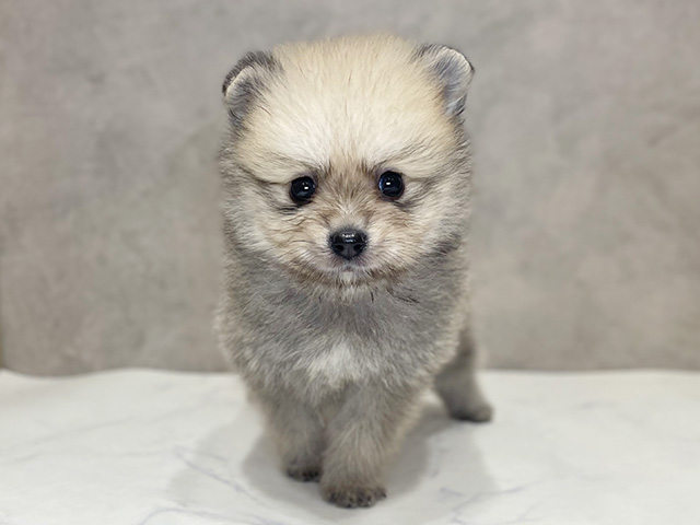 千葉県のポメラニアン (ペッツファーストららぽーとTOKYO-BAY店/2025年12月20日生まれ/男の子/ウルフセーブル)の子犬の1枚目の画像