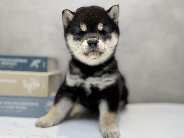 埼玉県の豆柴 (ペッツファースト川口店/2025年12月22日生まれ/女の子/黒)の子犬