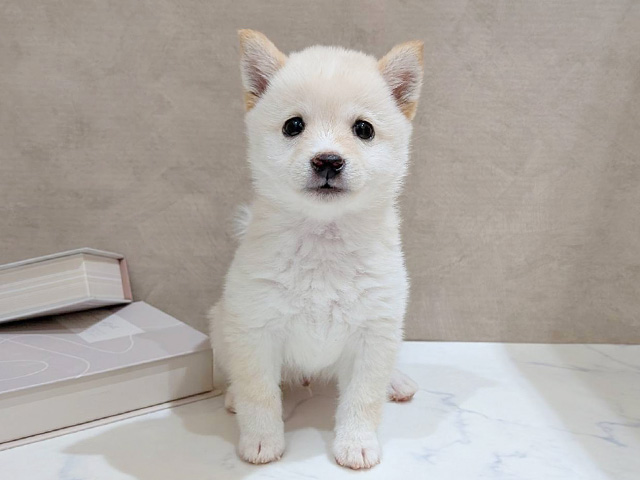 大阪府の豆柴 (ペッツファースト難波店/2025年12月22日生まれ/男の子/白)の子犬の1枚目の画像