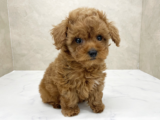 東京都のトイプードル(タイニー) (ペッツファースト八王子多摩美大前店/2025年12月22日生まれ/女の子/レッド)の子犬の1枚目の画像