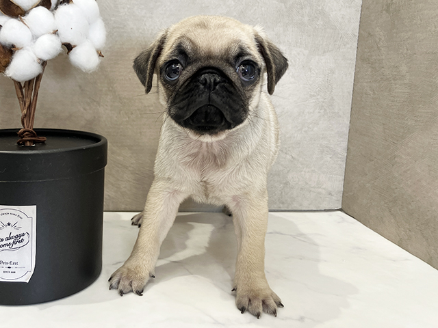 パグ, 性別 女の子, 誕生日 2025/12/22, 毛色 フォーン, 出身 佐賀県, 店舗 広島祇園店(広島県), お問い合わせ番号 2535753