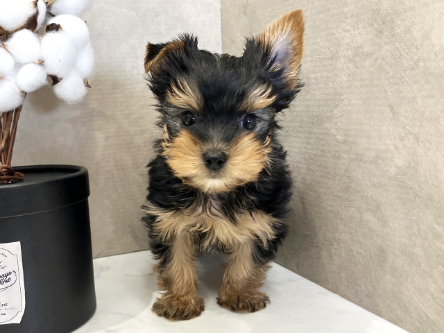 広島県のヨークシャーテリア (ペッツファースト広島祇園店/2025年12月21日生まれ/男の子/スチールブルータン)の子犬の1枚目の画像