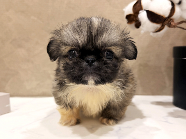 大阪府のペキニーズ (ペッツファースト難波店/2025年12月16日生まれ/男の子/フォーンホワイト)の子犬の1枚目の画像