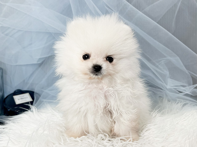 東京都のポメラニアン (ペッツファースト青山店/2025年12月22日生まれ/女の子/ホワイト)の子犬の1枚目の画像