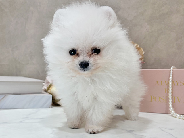 東京都のポメラニアン (ペッツファースト新宿店/2025年12月22日生まれ/男の子/ホワイト)の子犬の1枚目の画像