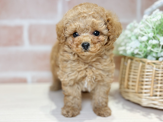 岡山県のトイプードル(ティーカップ) (ペッツファースト倉敷店/2025年12月20日生まれ/男の子/アプリコット)の子犬の1枚目の画像