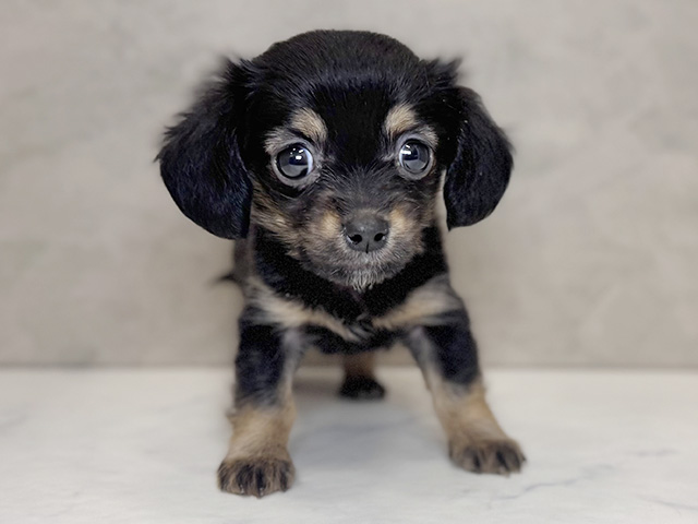 埼玉県のチワックス(チワワ×ダックス) (ペッツファーストPETEMOレイクタウンmori店/2025年12月22日生まれ/男の子/ブラックタン)の子犬の1枚目の画像