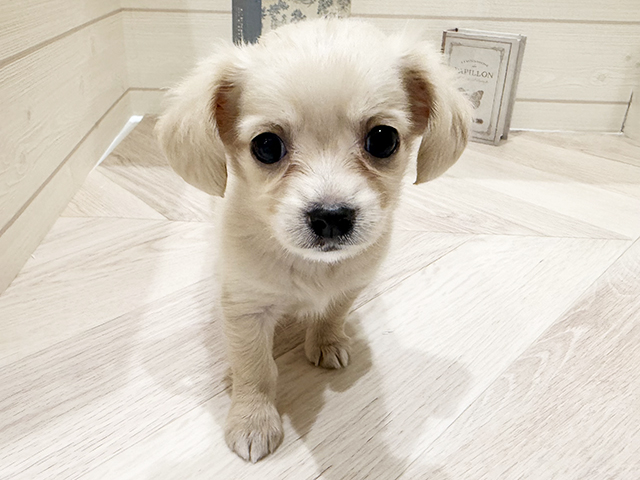 愛知県のチワックス(チワワ×ダックス) (ペッツファースト岡崎店/2025年12月22日生まれ/男の子/クリーム)の子犬の1枚目の画像