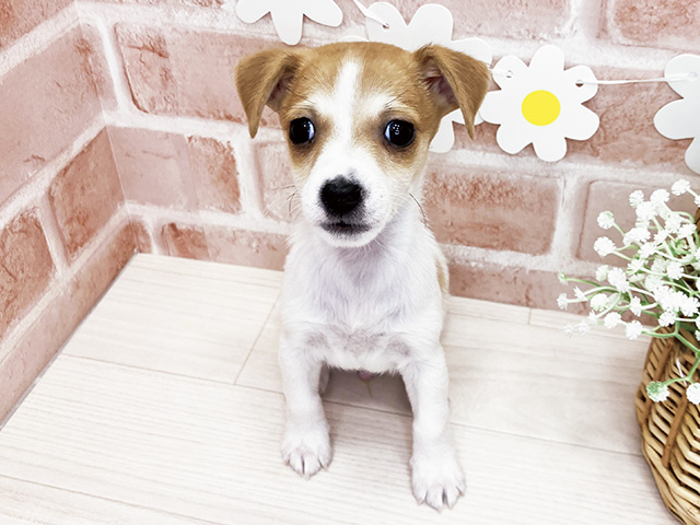 鹿児島県のジャックラッセルテリア (ペッツファースト鹿児島店/2025年12月15日生まれ/男の子/タンホワイト)の子犬の1枚目の画像