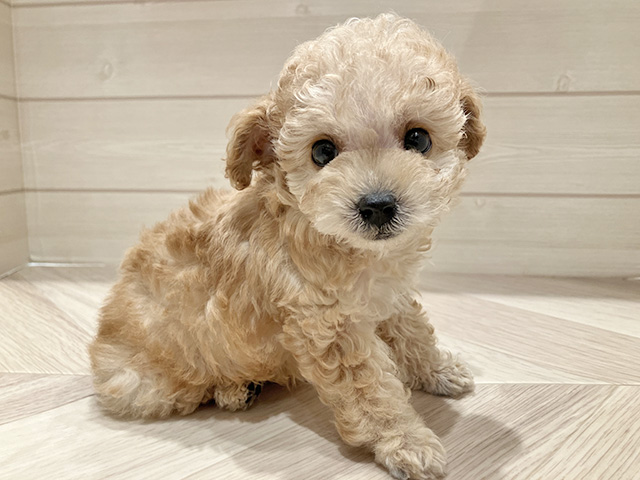 トイプードル