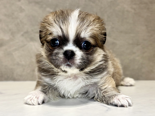 東京都のチワペキ/ペキチー/ペキチワ(チワワ×ペキニーズ) (ペッツファースト神楽坂店/2025年12月22日生まれ/女の子/ブルーフォーンホワイト)の子犬の1枚目の画像