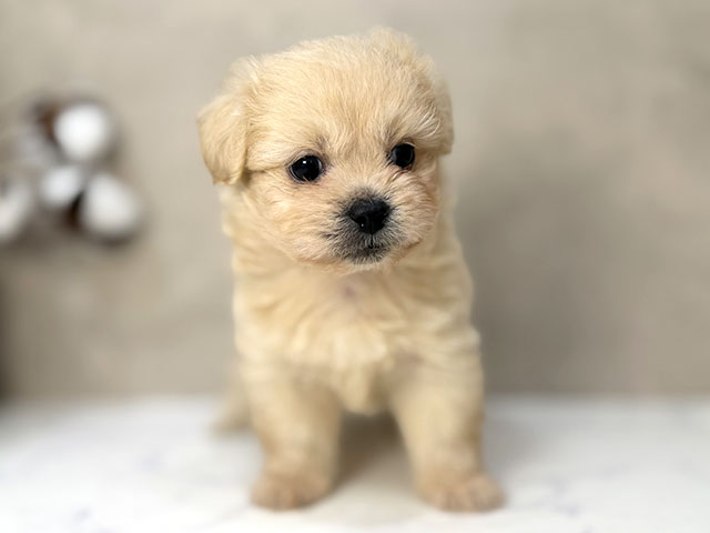 東京都のペキプー(ペキニーズ×プードル) (ペッツファーストららぽーと立川立飛店/2025年12月21日生まれ/男の子/クリーム)の子犬の1枚目の画像